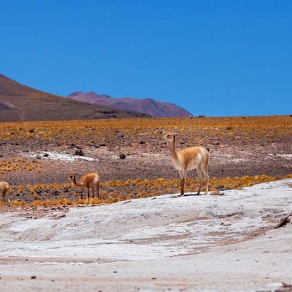 Circuit Combiné en Bolivie, Chili et Argentine - Expédition Grand Altiplano