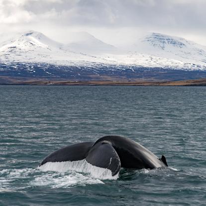 Circuit en Islande - Epopée Glaciaire