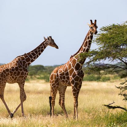 Voyage au Kenya - Camping en réserves privées