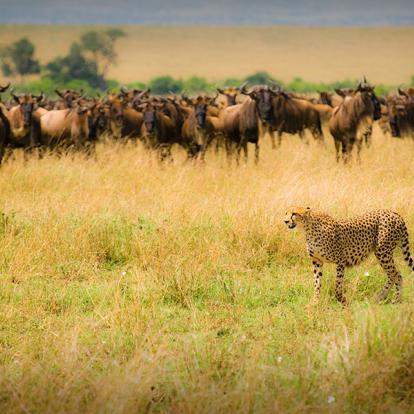 Voyage au Kenya - Du Mont Kenya au Masai Mara