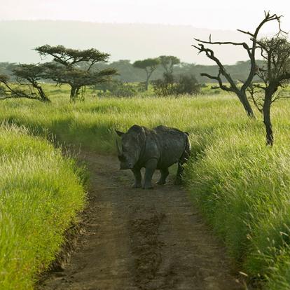 Voyage au Kenya - Safari d'exception