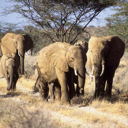 Voyage au Kenya - Safari d'exception