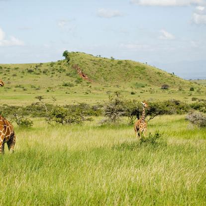 Voyage au Kenya - Safari d'exception