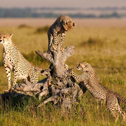Voyage au Kenya - Safari d'exception