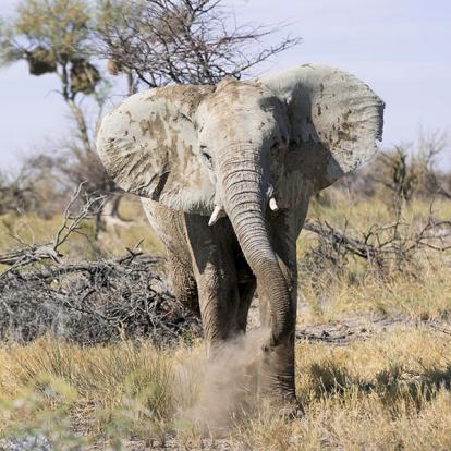 Circuit en Namibie - Incontournable Namibie en Lodges