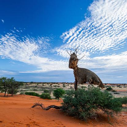 Voyage en Namibie - Sous les Etoiles