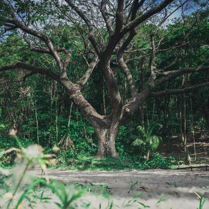 Voyage en Martinique - Les plus belles traces de Madinina