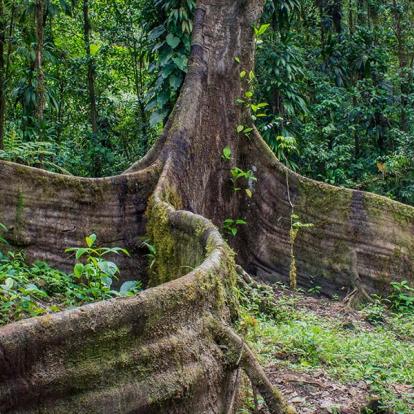 Voyage en Martinique - Aventure ethnique et authentique au cœur des caraïbes