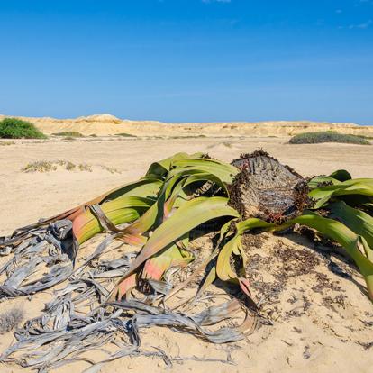 Voyage en Angola - Traversée Entre Désert et Océan