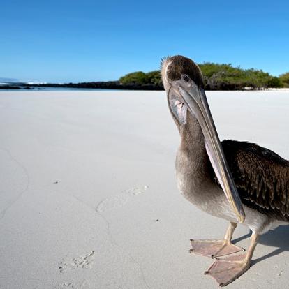 Circuit en Equateur- Dans les pas de Charles Darwin aux Galapagos