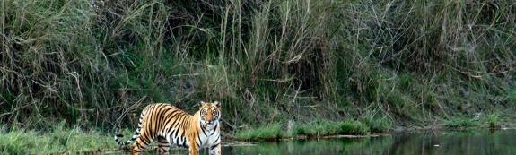 Parc National Royal de Bardia