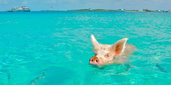 Staniel Cay Guide de Voyage - Bahamas