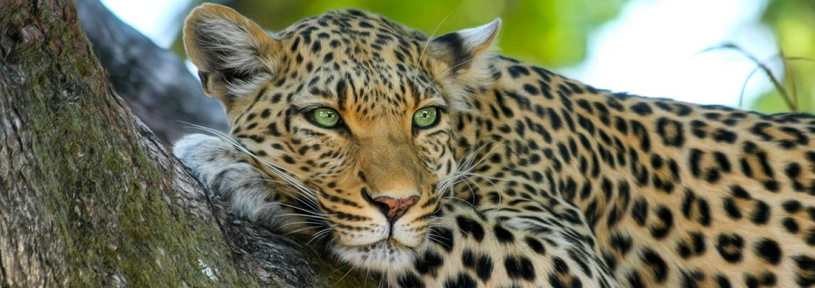 Botswana Guide de Voyage - Botswana