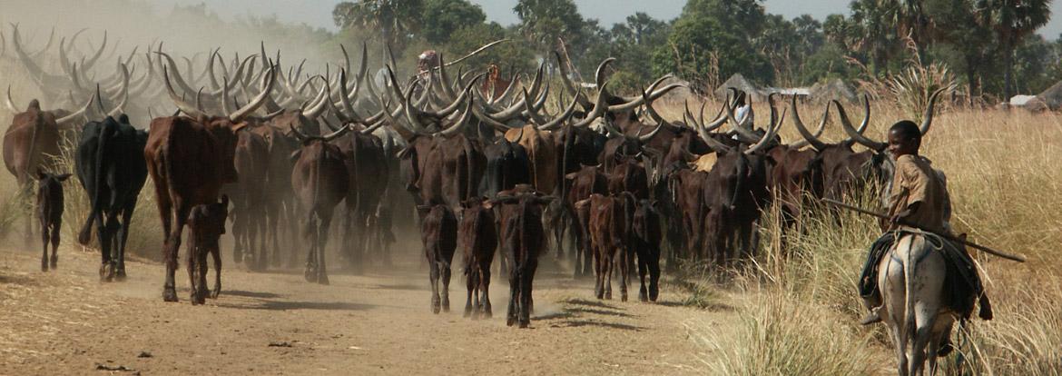 Cameroun - Zébus Guide de Voyage - Cameroun