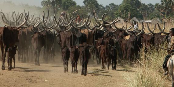 Cameroun - Zébus Guide de Voyage - Cameroun