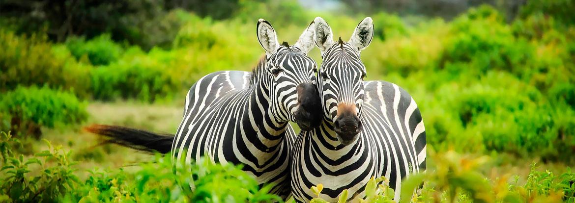 Kenya Guide de Voyage - Kenya