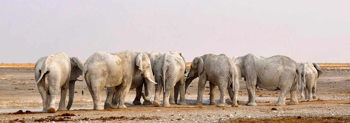 Namibie, Troupeau elephants Guide de Voyage - Namibie