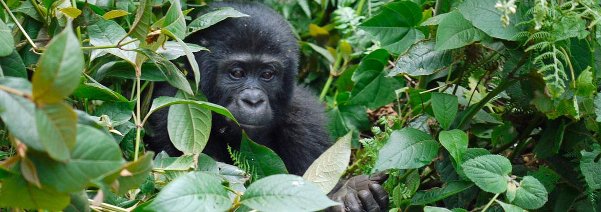 Goriile des Montagnes Guide de Voyage - Ouganda