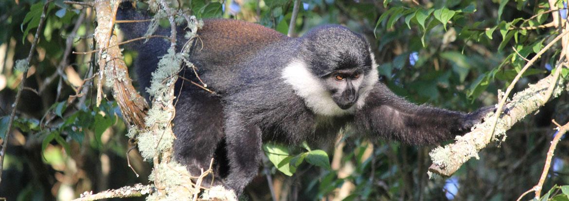 Rwanda Guide de Voyage - Rwanda