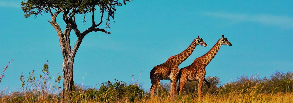 Tanzanie Guide de Voyage - Tanzanie