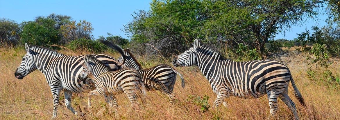 Zimbabwe Guide de Voyage - Zimbabwe