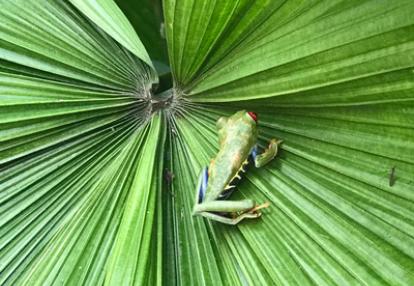 ©Ronald A. - Tous Droits réservés Voyage au Costa Rica De Ronald et Liliane