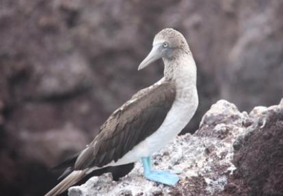 ©Béatrice R.- Tous Droits réservés Voyage aux Galapagos de Béatrice