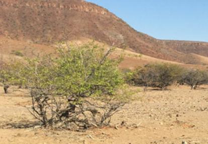 ©Bruno T. - Tous Droits réservés Voyage en Namibie du Groupe d'amis de Bruno