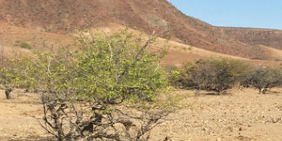 ©Bruno T. - Tous Droits réservés Voyage en Namibie du Groupe d'amis de Bruno
