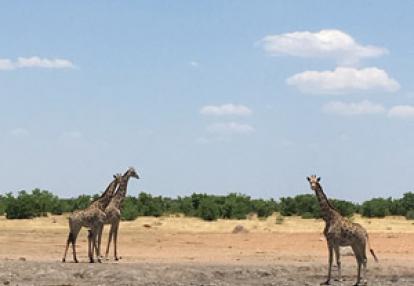 ©Bruno T. - Tous Droits réservés Voyage en Namibie du Groupe d'amis de Bruno