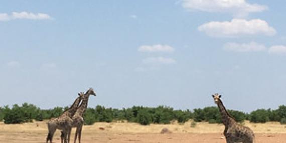 ©Bruno T. - Tous Droits réservés Voyage en Namibie du Groupe d'amis de Bruno
