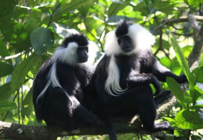 ©Valérie A.P.- Tous Droits réservés Voyage au Rwanda de Valérie